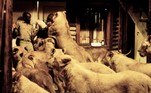 No filme, um naturalista vive com animais selvagens em uma reserva natural e recebe a visita da família, e eles interagem com os animais