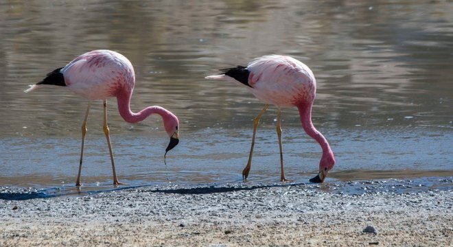 Dizem que os flamingos, que fazem ninho na região, são cada vez menos comuns no salar
