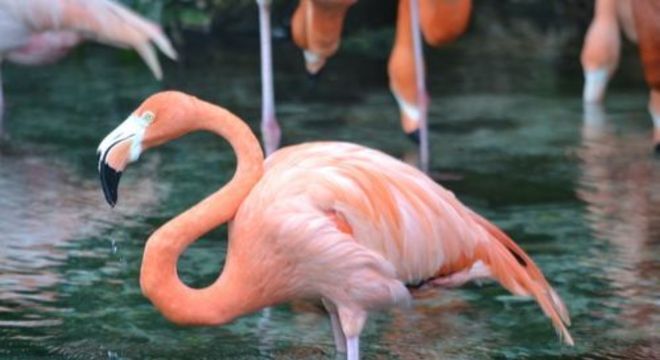 Flamingos - principais características e comportamentos da ave rosada