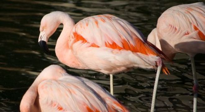 Flamingos - principais características e comportamentos da ave rosada