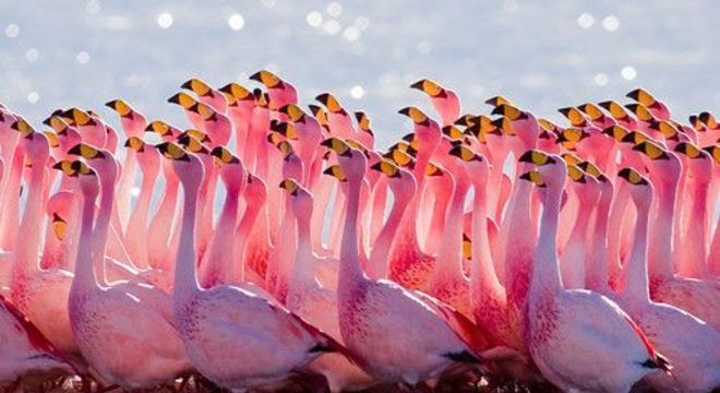 Flamingos - principais características e comportamentos da ave rosada