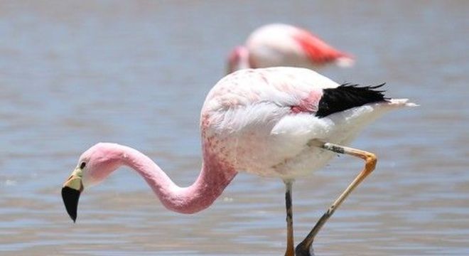 Flamingos - principais características e comportamentos da ave rosada