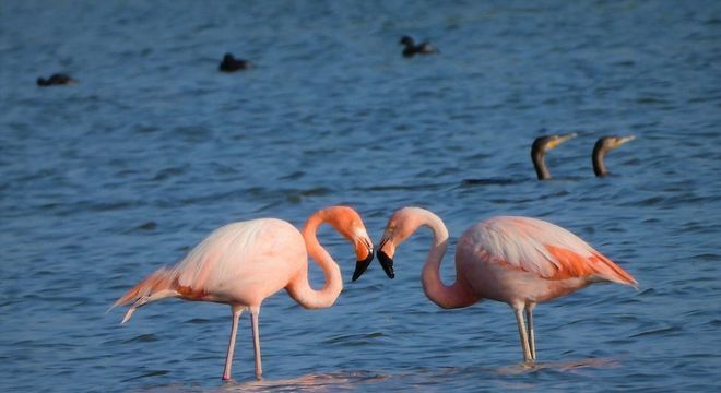 Flamingos - principais características e comportamentos da ave rosada