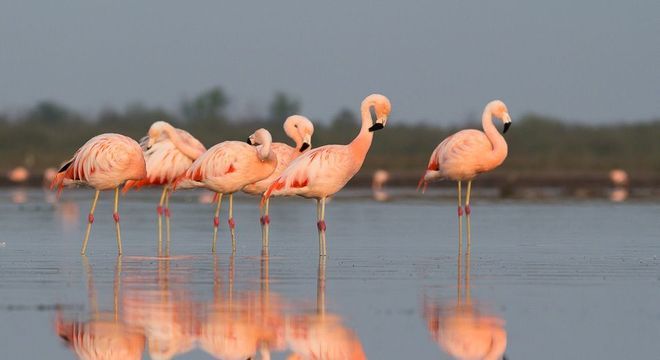 Flamingos - principais características e comportamentos da ave rosada