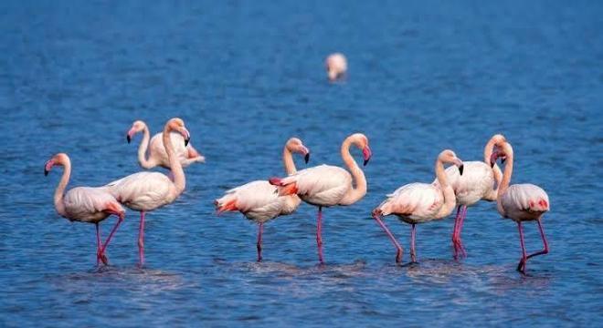 Flamingos - principais características e comportamentos da ave rosada