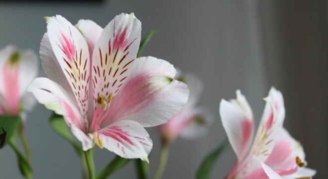 Flor astromélia com rosa e branco