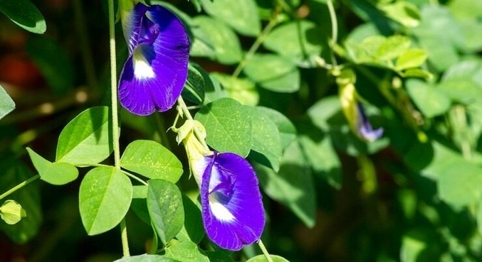 Flor de clitória abre durante o dia e fecha à noite