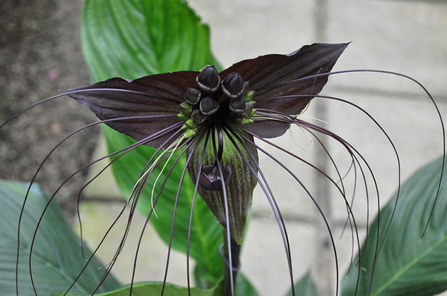 Flor de Morcego Preto - Brota na China, Malásia, Tailândia e na Oceania. Floresce na primavera e verão e suas inflorescências parecem pequenos morcegos, com longos 