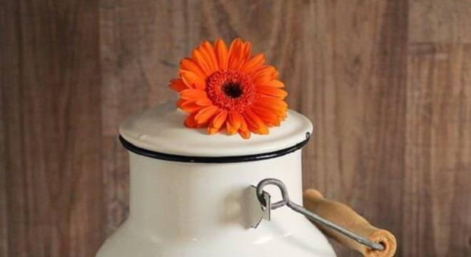 Flor gérbera laranja decora o ambiente