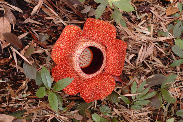 Flor-Monstro - É uma das maiores flores do mundo. Nativa das ilhas de Sumatra e Bornéu, na Indonésia. Pode ter 106 cm de diâmetro e pesar até 11 kg. 
