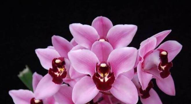 Flor orquídea rara