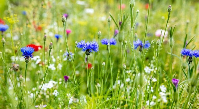 A luz extra de sol a cada semana é a razão pela qual a primavera é conhecida como a estação das flores