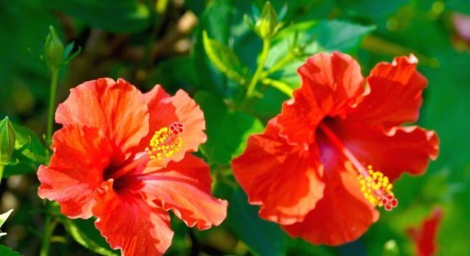 Flores da primavera Flor Hibisco