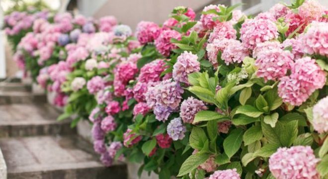 Flores da primavera: Hortênsias