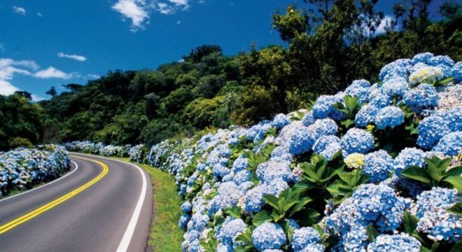 Flores da primavera para decorar a casa