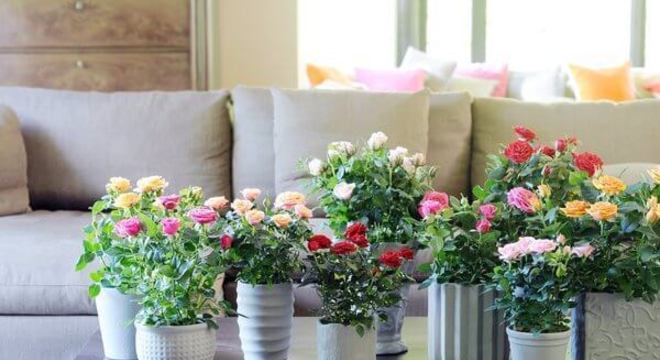 Flores da primavera: Use mini rosas para decorar a sala!