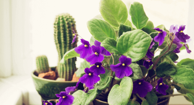 Flores da primavera Violeta