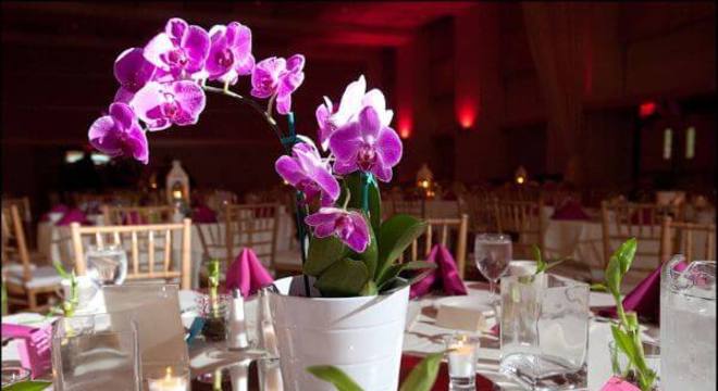 flores para casamento orquídeas