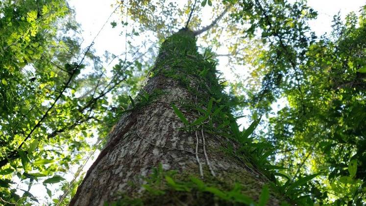 Temas sobre os biomas brasileiros podem cair nas provas dos principais vestibulares no país. Saiba quais são as principais características, citadas por professores de geografia, de cerrado, mata atlântica, Amazônia, pantanal, mata de araucárias, caatinga e pampas e como esses domínios contribuem para o clima em suas regiõesEstagiário do R7 sob supervisão de Pablo Marques