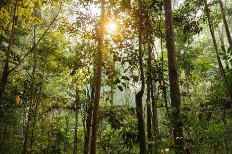Os ecossistemas tropicais concentram mais de três quartos das espécies do planeta