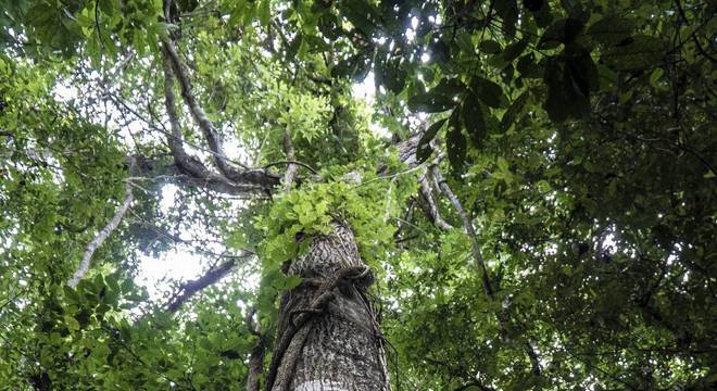 O Brasil, que concentra um terço da área de floresta tropical do mundo, é um dos maiores receptores de recursos do crédito de carbono