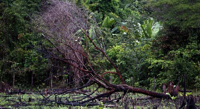 Se a Amazônia perder muitas árvores, ela atingirá um ponto de inflexão, deixará de ser um ecossistema exuberante e se transformará numa savana semiárida