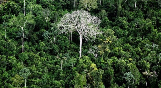 O desmatamento na Amazônia Legal, que engloba a região Norte mais parte do Maranhão e Mato Grosso, caiu de 27,8 mil km² em 2004 para 4,6 mil km² em 2012, menor resultado histórico