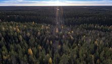 Besouros arrasam florestas boreais do norte da Finlândia devido ao aquecimento global