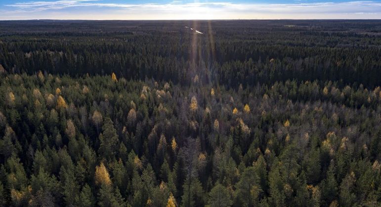 Besouros se beneficiam do aquecimento e atacam árvores enfraquecidas da floresta boreal