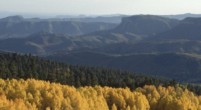 Da próxima vez que você admirar um bosque, imagine há quanto tempo essas árvores estão lá