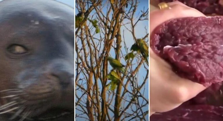 Foca invade lago de pesca, devora R$ 19 mil em peixes e escapa de captura: 