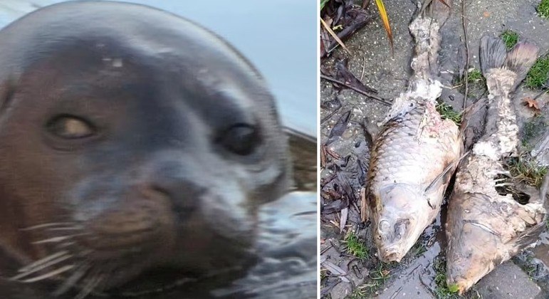 Esta foca só vai parar de comer quando todos os peixes de um lago acabarem