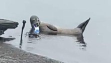 Foca nada por semanas com lata de energético presa à mandíbula 