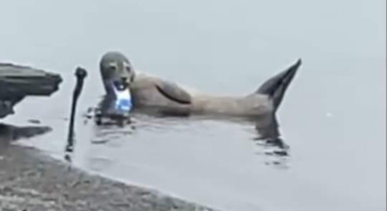 A foca nadou por semanas com uma lata de energético presa à mandíbula