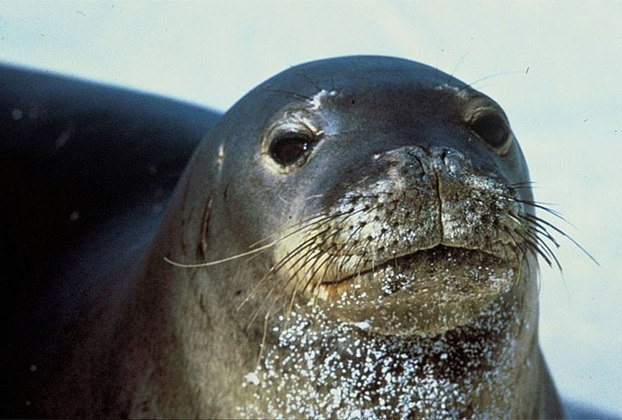 Foca-monge-do-Caribe: Essa espécie de foca, que habitava o Mar do Caribe e o Golfo do México, foi declarada extinta em 2008 devido à pesca predatória e poluição marinha.
