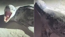 Grupo pensa ter achado foca morta em praia, mas leva o maior susto 