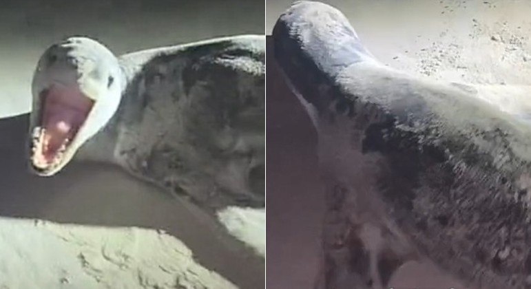 Grupo de amigos pensou ter achado uma foca morta na praia, mas ela estava bem viva