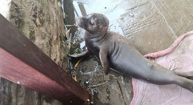 Será que na sociedade das focas ela já tem idade para tomar uma cerveja?