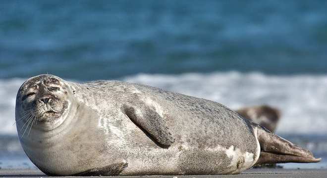 Focas - Características, alimentação, espécies e onde vivem