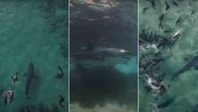 O jogo virou! Grupo de focas persegue e espanta tubarão-branco de área de caça