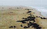 Um mistério triste e chocante está sendo investigado por biólogos na África: o aparecimento de milhares de filhotes de lobos-marinhos mortos na costa