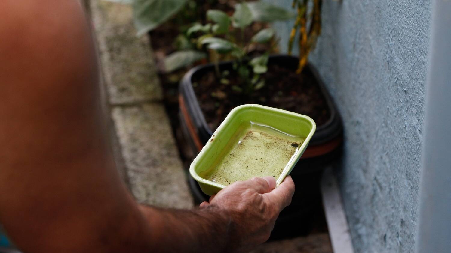 Der Stadtrat von Aguas Lindas de Goias intensiviert seine Maßnahmen zur Bekämpfung des Dengue-Fiebers – Nachrichten