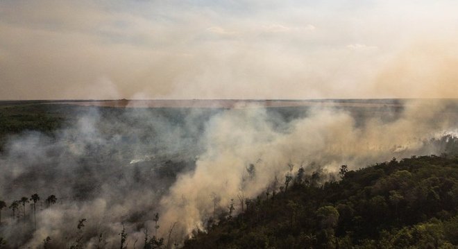 "Queremos que a União Europeia pare de 'importar o desmatamento' e se torne um líder mundial em comércio sustentável", defende bióloga Laura Kehoe 