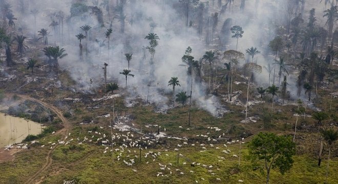'O país está perdendo rapidamente sua riqueza (florestal)', diz o pesquisador da UFMG Raoni Rajão