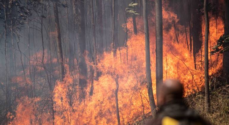 Fogo atinge Parque do Juquery, na Grande SP, desde domingo (22)