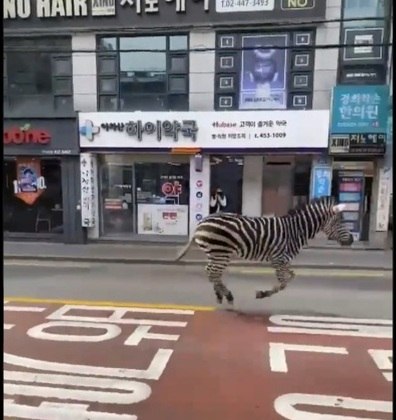 Foi na capital Seul. A zebra ficou andando e correndo pelas ruas durante cerca de três horas.