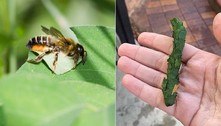 Folha em formato de charuto choca moradora, mas era obra de abelha