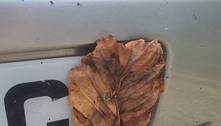 Motorista usa folhas secas para cobrir placa do carro, mas é descoberto pela polícia 
