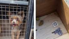 CPI dos Maus-Tratos vai ouvir tutora de cachorro resgatado em apartamento em Jardim Camburi