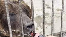 Urso bebe Coca-Cola em zoológico e gera revolta na web: "Pode?"